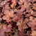 Heuchera 'Cherry Cola' - heuchera