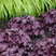 Heuchera 'Forever Purple' - heuchera