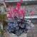 Heuchera 'Timeless Treasure' - heuchera