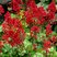 Heuchera 'Tokyo' - heuchera