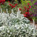 Stachys 'Silver Carpet' - čistec