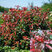 Photinia 'Vulcano' - červienka