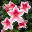 Azalea 'Mrs Gerard' - azalka K1L