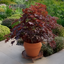 Acer 'Black Lace' - javor K3L