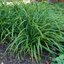 Carex 'Irish Green'  - ostrica