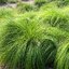 Sporobolus heterolepis - opadavec