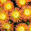 Delosperma 'Solstice Orange' - poludňovka