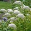 Lysimachia clethroides - čerkáč