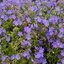 Geranium 'Johnon's Blue' - pakost