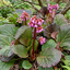 Bergenia 'Eden's Dark Margin' - bergénia