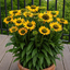 Echinacea 'SunSeekers Limocello' - echinácea