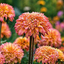Rudbeckia 'Summerina Glow Sugar Shake' - rudbekia K1L
