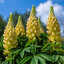 Lupinus 'Desert Sun' - lupína K1L