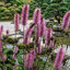 Sanguisorba 'Wake Up' - krvavec