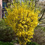 Forsythia 'Goldraush' - zlatovka K2L