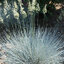 Festuca 'Uchte' - kostrava