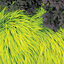 Hakonechloa 'All Gold' - rákosovka