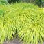 Hakonechloa 'Aureola' - rákosovka