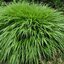 Hakonechloa macra - rákosovka