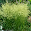 Deschampsia  'Goldschleier' - metlica