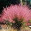Muhlenbergia capillaris - texaská tráva