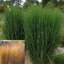 Panicum 'Northwind' - proso