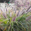 Pennisetum 'Moudry' - perovec