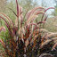 Pennisetum 'Rubrum' - perovec K2L