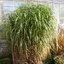 Miscanthus gigantheus - ozdobnica