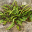 Asplenium trichomanes - slezinník