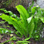 Phyllitis scolopendrium - jelení jazyk