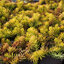 Sedum 'Angelina' - rozchodník