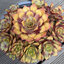 Sempervivum 'Gold Nugget' - skalnica