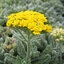  Achillea 'Aurea' - rebríček 