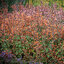 Agastache 'Kudos Mandarin'