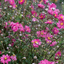 Anemone 'Rosy Red' - veternica