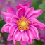 Anemone 'Rosy Red' - veternica