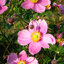 Anemone 'September Charm' - veternica