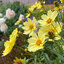 Coreopsis 'Full Moon' - kráska