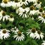Echinacea 'Alba' - echinácea