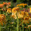 Echinacea 'Lemon Drop' - echinácea
