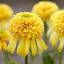 Echinacea 'Lemon Drop' - echinácea