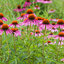 Echinacea 'Magnus' - echinácea