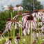 Echinacea pallida - echinácea