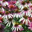 Echinacea 'Pretty Parasols' - echinácea