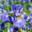 Iris sib. 'Blue King' - kosatec