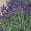 Lavandula 'Hidcote Blue' - levanduľa K1L