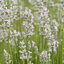 Lavandula 'Rosea' - levanduľa