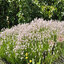 Lavandula 'Rosea' - levanduľa