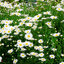 Leucanthemum 'Maikönigin' - margarétka